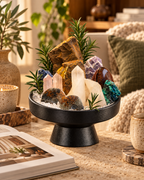 Ancient Meridian — Clear Quartz & Ammonite Fossil Crystal Garden